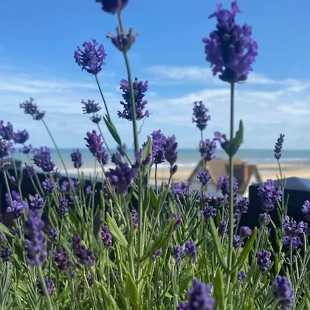 Sur La Plage / Enjoy The Beach Apartamento